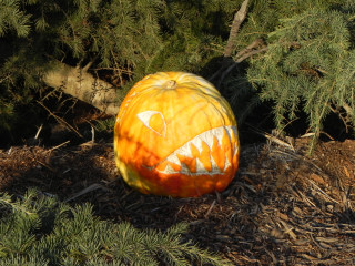 Sea Monster, Nipomo Pumpkin Patch best carving idea